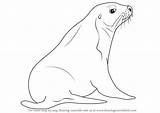 Sea Lion Australian Animals Draw Water Drawing Step Drawings Learn Getdrawings Paintingvalley sketch template
