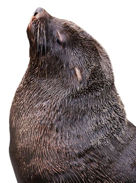 brown fur seal stock photo image  dark isolated side