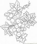 Grape Uva Colorat Grapes Fructe Colorir Struguri Trauben Toamna Planse Uvas Grappolo Stampare Supercoloring Ausmalbilder Verduras Imprimir Embroidery Pergamo Folhas sketch template