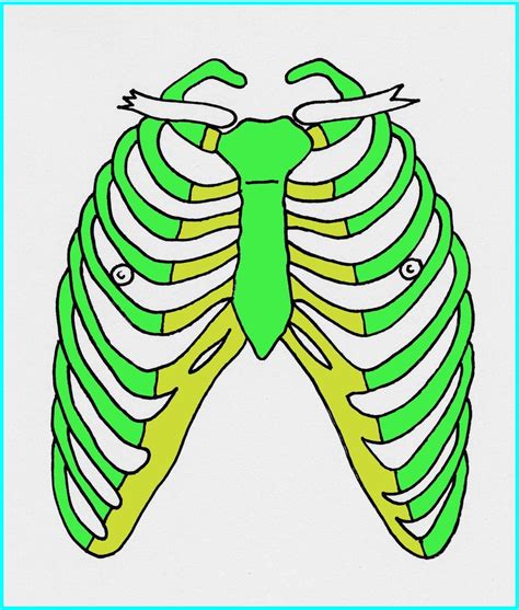 week  overview  anatomy  thorax diagram quizlet