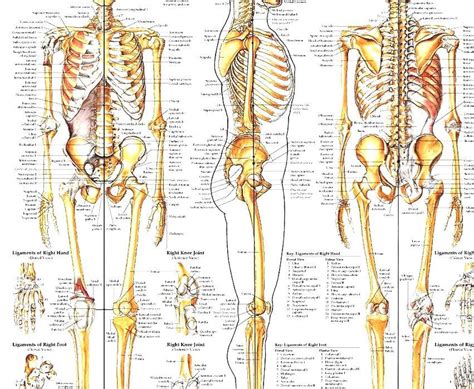 list  bones   human skeleton    bones   human body