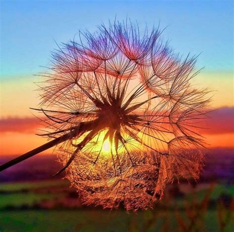 beautiful colours dandelion flower image 771771 on
