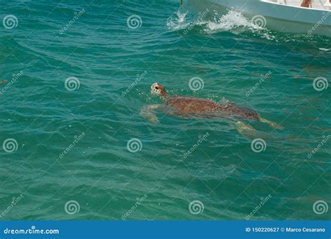 sea turtle  brown carapace   biosphere  sian kaan stock