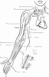 Limb Upper Veins Cord Spinal Superficial Deep sketch template