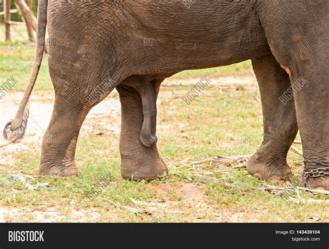 Elephant Big Penis Image And Photo Free Trial Bigstock