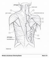 Netter Anatomia Humana Netters Science Anatomía Designlooter 04cb 4c81 Consult sketch template