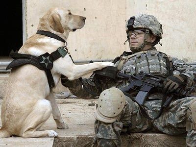 army   buy body armor  dogs business insider
