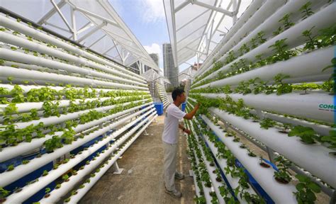 vertical farming  latest trend  producing food