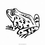 Coloring Frog Pages Print sketch template