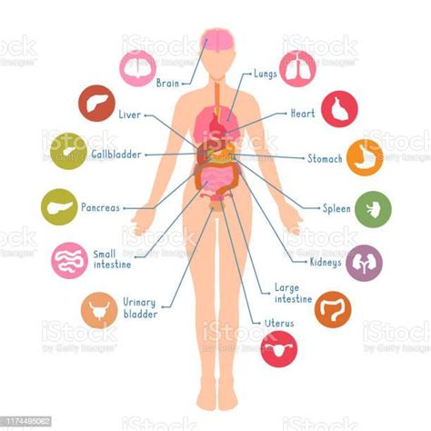 diagram of the major human body internal organs visual teaching aid