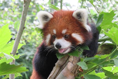 cutest red panda    tree columbus zoo aww