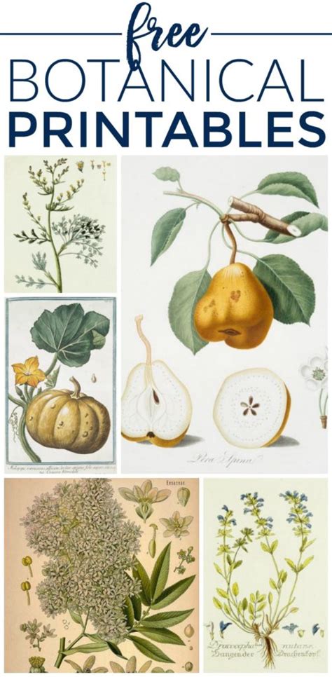 vintage botanical prints   printable art