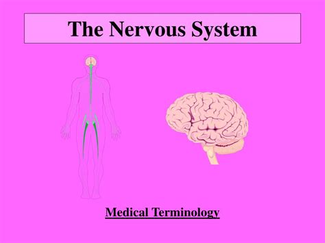 importance   nervous system