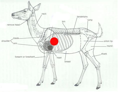 Awasome Anatomy Of White Tail Deer Ideas Peepsburgh