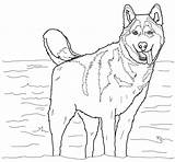 Husky Siberian Coloring Pages sketch template