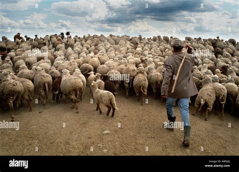 man leading flock  sheep  res stock photography  images alamy