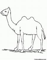 Camello Jorobado Colorear sketch template