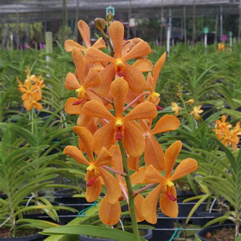 mokara super dark orange premium orchids singapore
