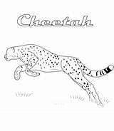 Cheetah Leaping sketch template
