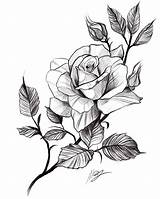 Rose Tattoo Drawing Flower Floral Dessin Tatouage Tatoo Pour Dessins Sketch Fleurs Un Drawings Sketches Choose Board Crayon Au Choisir sketch template