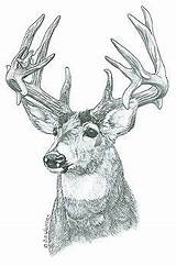 Wood Burning Patterns Pyrography Deer Printable Carving Stencils Print Coloring Woodworking Pattern Projects Tracing Walters Sue Plans Animal Wildlife Crafts sketch template