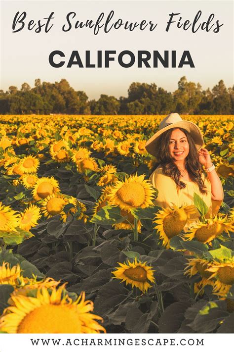 sunflower fields  california sunflower fields california