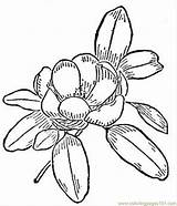 Magnolia Coloring Flower Flowers Printable Pages Vector Natural Color Getdrawings sketch template