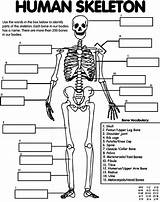 Coloring Human Anatomy Skeleton Pulmonary Circulation Heart sketch template