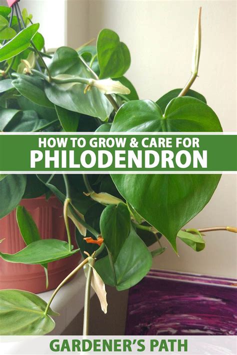 grow  care  philodendron gardeners path   house