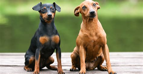 miniature pinscher dog breed information breed advisor