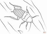 Cockroach Coloring Pages Template Ladybug Printable Zebra Cockroaches Roach Madagascar Sheet 98kb 1199 sketch template