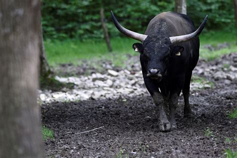 aurochs  making  comeback giant horns   insidehook
