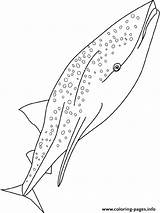 Requin Baleine Balene Balena Ballenas Imprimer Wale Malvorlage Ausmalbilder Imprimé Fois Dibujo sketch template