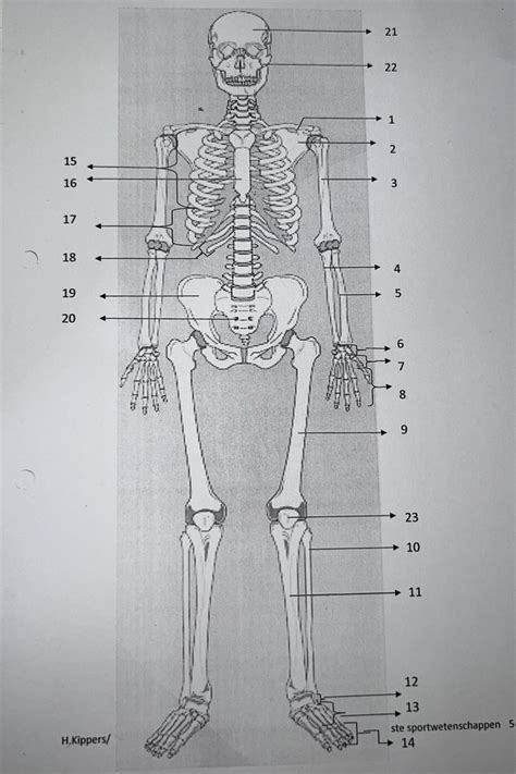 het skelet benoemen diagram quizlet