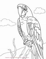 Macaw Maze Playgrounds Greenwing Papagaios Animais sketch template