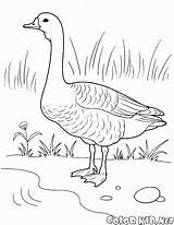 Colorkid Coloring Goose sketch template