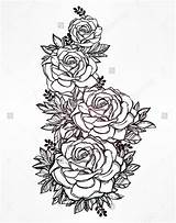 Rose Outline Drawing Drawings Bush Vintage Line Traditional Tattoo Sketch Vector Small Sketches Getdrawings Plant Clipartix Flower Trends Tattoos Inside sketch template