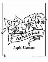Arkansas Coloring Flower State Pages Bird Printable Jr Dakota South Woo Activities Kids Blossom Apple Flowers Razorbacks Tattoo Print Color sketch template