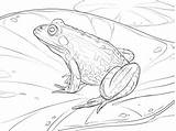 Frog Ausmalbilder Rana Teichfrosch Frogs Supercoloring Ausmalbild Comestible Imprimir sketch template