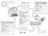 Respiration Doodle Cellular Photosynthesis Followers sketch template