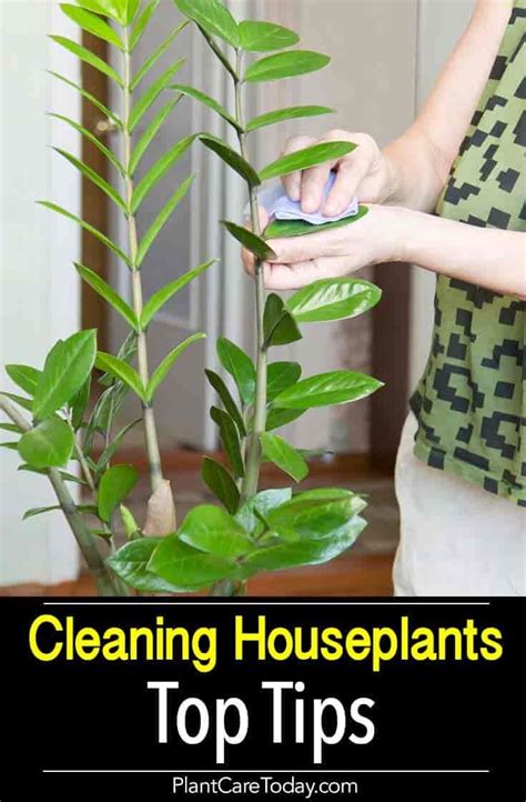 pin  pct houseplant care