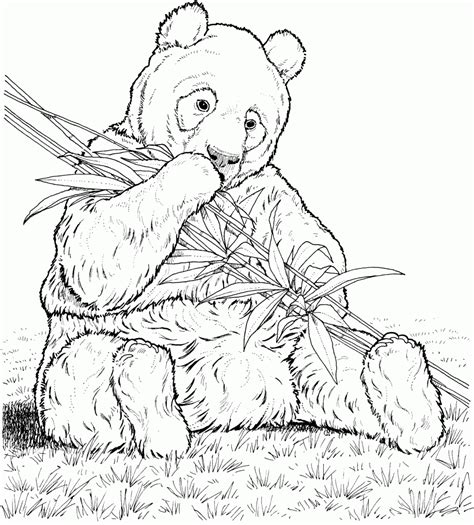 red panda coloring page coloring home
