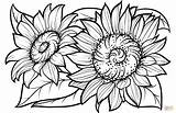 Coloring Sunflowers Pages Printable Drawing Supercoloring sketch template