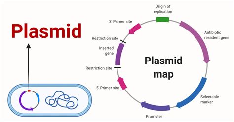 plasmids definition properties structure types functions examples
