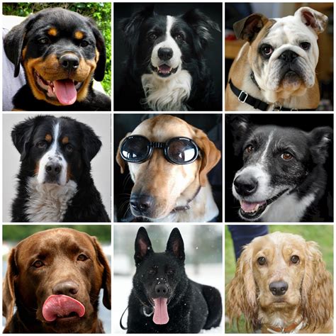 canine collage  stock photo public domain pictures