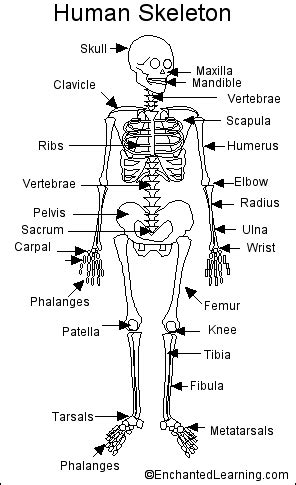 science skeletal system