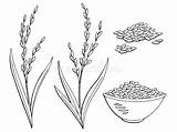 Rice Plant Sketch Illustration Graphic Vector Isolated Drawing Paintingvalley sketch template