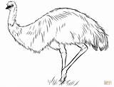 Emu Coloring Australian Pages Printable Drawing Dot Categories sketch template