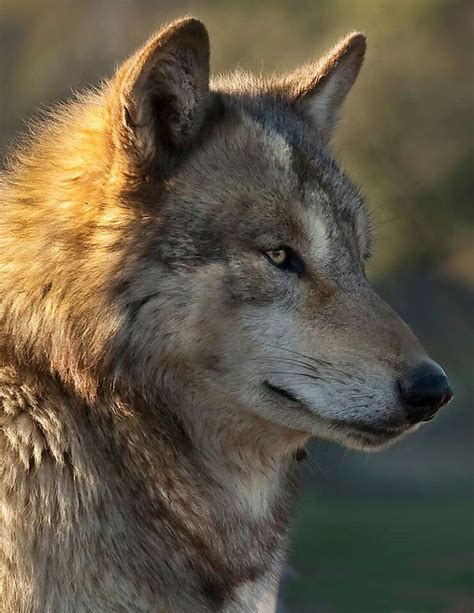 So Beautiful Wolf World Wolf Pictures Wolf Photos