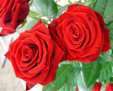red roses roses photo  fanpop